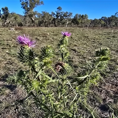 Cirsium vulgare (Spear Thistle) at Symonston, ACT - Yesterday by Mike
