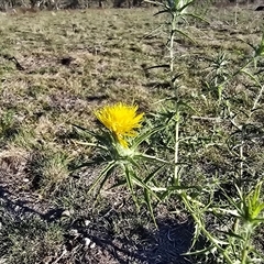 Carthamus lanatus (Saffron Thistle) at Symonston, ACT - Yesterday by Mike