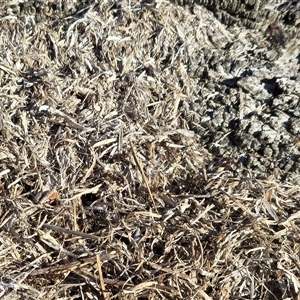 Papyrius sp. (genus) (A Coconut Ant) at Symonston, ACT - Today by Mike