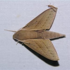 Unverified Hawk moth (Sphingidae) at Wooroonooran, QLD - 22 Oct 2008 by PJH123