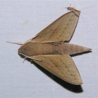 Theretra latreillii (Pale Brown Hawk Moth) at Wooroonooran, QLD - 22 Oct 2008 by PJH123