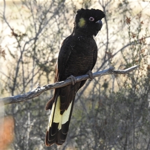 Zanda funerea at Kambah, ACT - Today by HelenCross