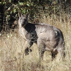 Osphranter robustus robustus (Eastern Wallaroo) at Kambah, ACT - Today by HelenCross