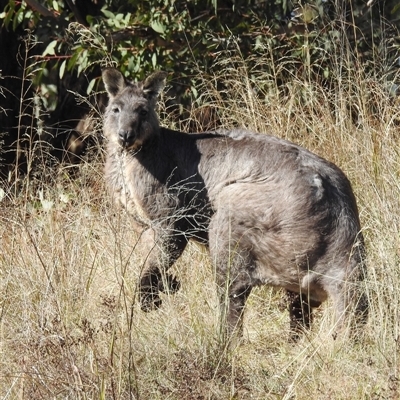 Osphranter robustus robustus (Eastern Wallaroo) at Kambah, ACT - Today by HelenCross
