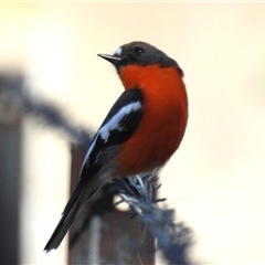 Petroica phoenicea (Flame Robin) at Kambah, ACT - 3 May 2025 by HelenCross