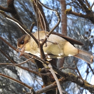 Cracticus torquatus at Kambah, ACT - Today by HelenCross