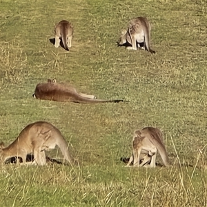 Macropus giganteus (Eastern Grey Kangaroo) at Symonston, ACT - Today by Mike