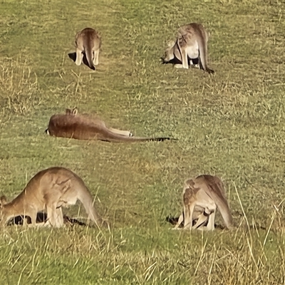 Macropus giganteus (Eastern Grey Kangaroo) at Symonston, ACT - Today by Mike