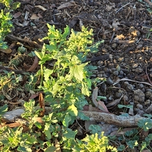 Chenopodium murale at Symonston, ACT - Today by Mike
