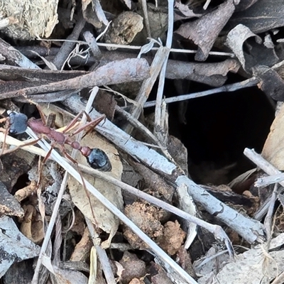 Myrmecia nigriceps (Black-headed bull ant) at Symonston, ACT - Yesterday by Mike