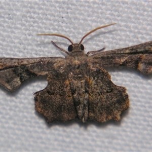 Cathetus euthysticha (A Swallowtail moth, Uraniidae) at Wooroonooran, QLD - 22 Oct 2008 by PJH123