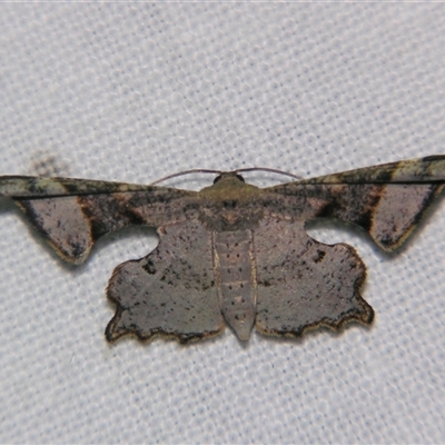 Cathetus euthysticha (A Swallowtail moth, Uraniidae) at Wooroonooran, QLD - 22 Oct 2008 by PJH123