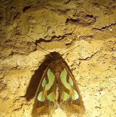 Cosmodes elegans (Green Blotched Moth) at Latham, ACT - 29 Apr 2025 by rjwhite