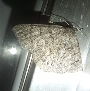Crypsiphona ocultaria at Latham, ACT - 29 Apr 2025 by rjwhite