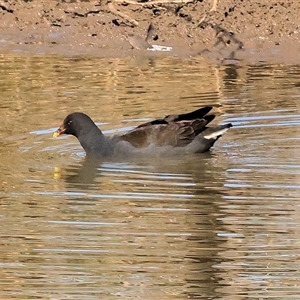 Gallinula tenebrosa at Wodonga, VIC - Today by KylieWaldon