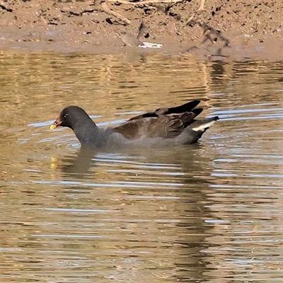 Gallinula tenebrosa at Wodonga, VIC - 3 May 2025 by KylieWaldon