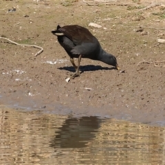 Gallinula tenebrosa at Wodonga, VIC - 3 May 2025 10:43 AM