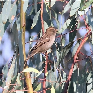 Passer domesticus by KylieWaldon
