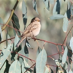 Passer domesticus at Wodonga, VIC - 3 May 2025 10:49 AM