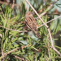 Passer domesticus at Wodonga, VIC - 3 May 2025 10:49 AM