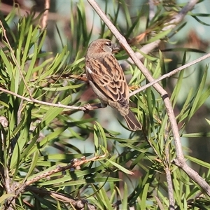 Passer domesticus at Wodonga, VIC - 3 May 2025 10:49 AM