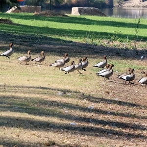 Chenonetta jubata at Wodonga, VIC - Today by KylieWaldon