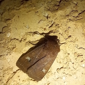 Diarsia intermixta (Chevron Cutworm, Orange Peel Moth.) at Latham, ACT - 27 Apr 2025 by rjwhite