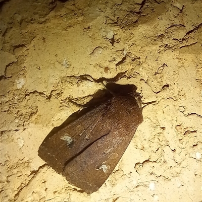 Diarsia intermixta (Chevron Cutworm, Orange Peel Moth.) at Latham, ACT - 27 Apr 2025 by rjwhite