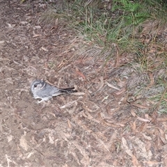 Aegotheles cristatus (Australian Owlet-nightjar) at Mongarlowe, NSW - 3 May 2025 by Dron