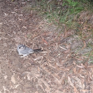 Unverified Bird by Dron