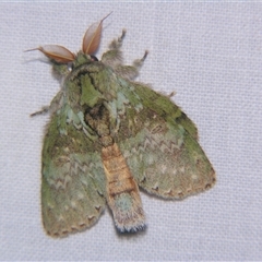 Neostauropus viridissimus (Notodontidae) at Wooroonooran, QLD - 22 Oct 2008 by PJH123
