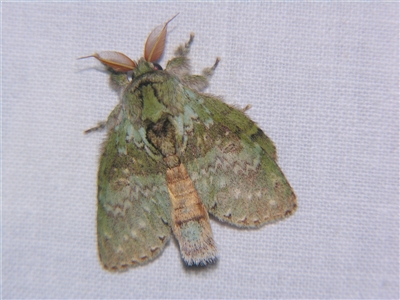 Unverified Noctuoid moth (except Arctiinae) at Wooroonooran, QLD - 22 Oct 2008 by PJH123