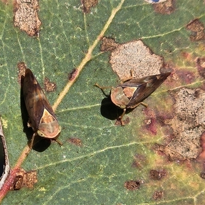 Brunotartessus fulvus (Yellow-headed Leafhopper) at Symonston, ACT - Yesterday by Mike