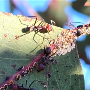 Iridomyrmex purpureus (Meat Ant) at Symonston, ACT - Today by Mike