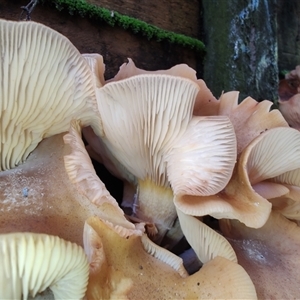 Unverified Polypore - Non-fleshy texture, stem central or lateral  at Heathcote, NSW - Yesterday by LyndalT