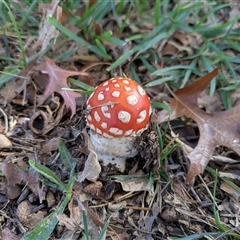 Amanita muscaria (Fly Agaric) at Parkes, ACT - 2 May 2025 by WalterEgo