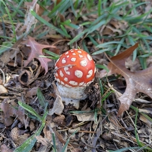 Amanita sp. at Parkes, ACT - Yesterday by WalterEgo