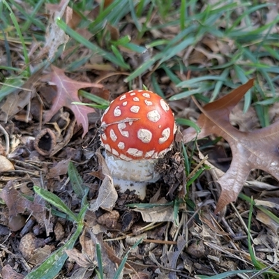 Amanita muscaria (Fly Agaric) at Parkes, ACT - 2 May 2025 by WalterEgo