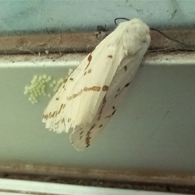 Ardices canescens (Dark-spotted Tiger Moth) at Holt, ACT - 18 Feb 2023 by rjwhite