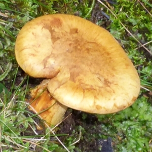 Unverified Cap on a stem; gills below cap [mushrooms or mushroom-like] at Neika, TAS - Yesterday by VanessaC