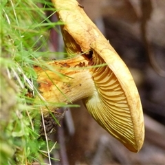 zz agaric (stem; gills not white/cream) at Neika, TAS - 2 May 2025 03:18 PM