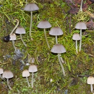 Unverified Cap on a stem; gills below cap [mushrooms or mushroom-like] at Neika, TAS - Yesterday by VanessaC