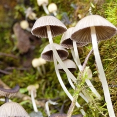Coprinellus etc. at Neika, TAS - 2 May 2025 03:09 PM