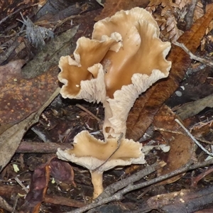 Unverified Cap on a stem; gills below cap [mushrooms or mushroom-like] at Neika, TAS - Yesterday by VanessaC
