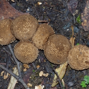 Unverified Fungus at Neika, TAS - Yesterday by VanessaC