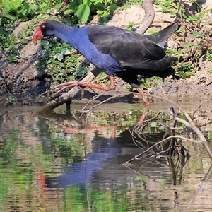 Porphyrio melanotus at Wodonga, VIC - Today by KylieWaldon