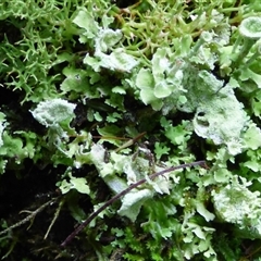 Unverified Lichen at Neika, TAS - 2 May 2025 by VanessaC