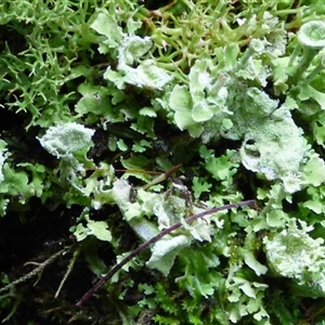 Unverified Lichen at Neika, TAS - Yesterday by VanessaC