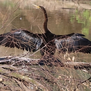 Anhinga novaehollandiae at Wodonga, VIC - Today by KylieWaldon