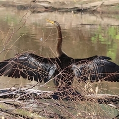 Anhinga novaehollandiae at Wodonga, VIC - 3 May 2025 10:56 AM